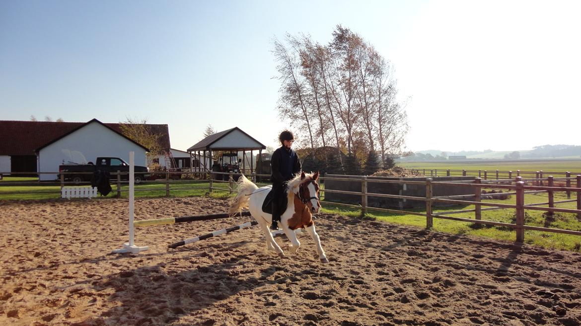 Anden særlig race Cirkeline - 8. springtræning<3 billede 8
