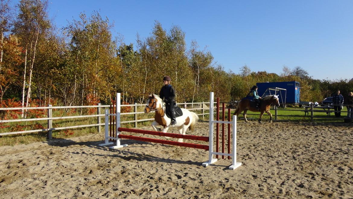 Anden særlig race Cirkeline - 15. springning<3  billede 15