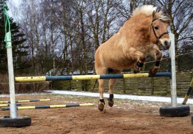 Fjordhest Emil Halsnæs<3 ( Mit Et Og Alt<3) billede 2