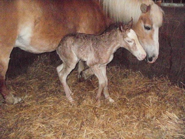 Haflinger Koldbakkens Hertz - Lille Hannah født d.15-3 kl. ca. 23-23.30 billede 20