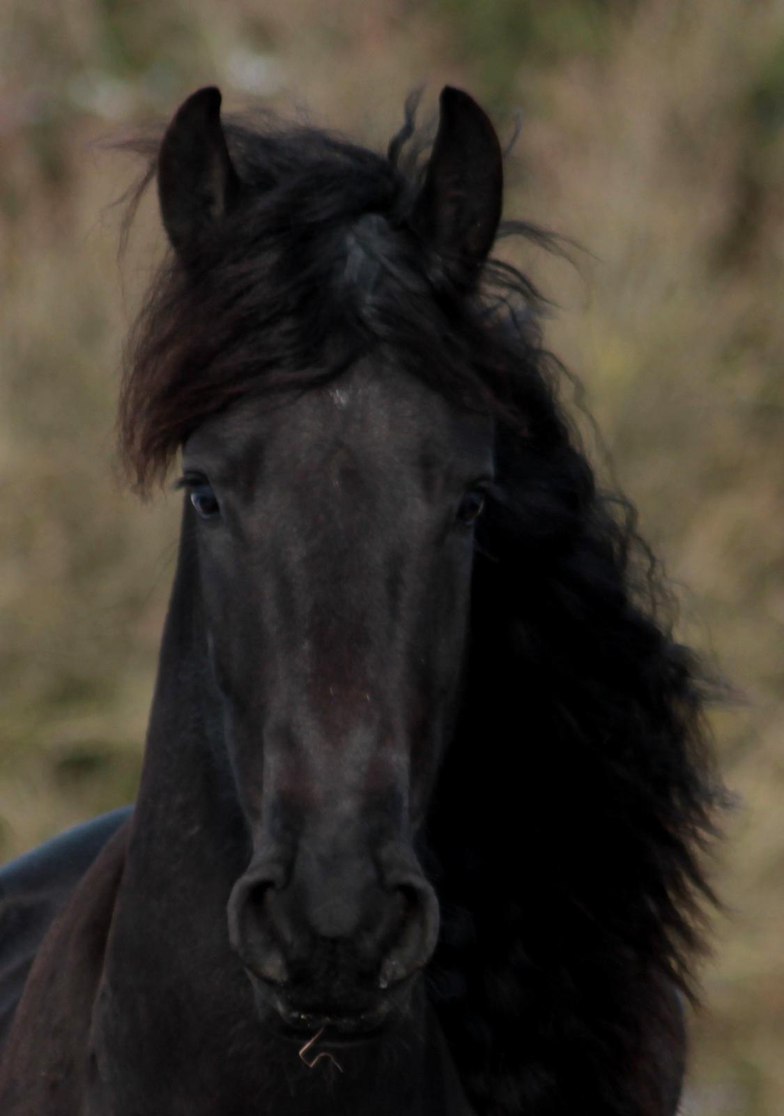 Frieser Ate fan'e Sânmar billede 15