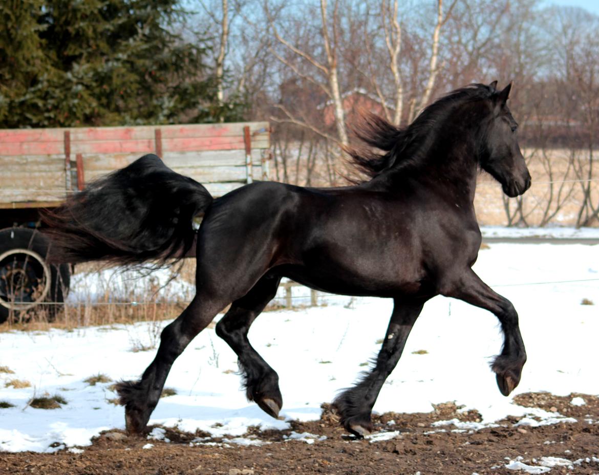 Frieser Ate fan'e Sânmar billede 30