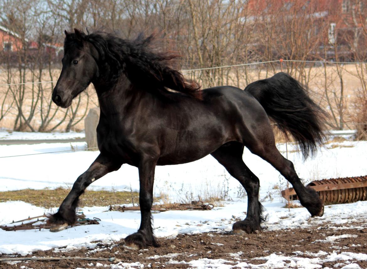 Frieser Ate fan'e Sânmar billede 31