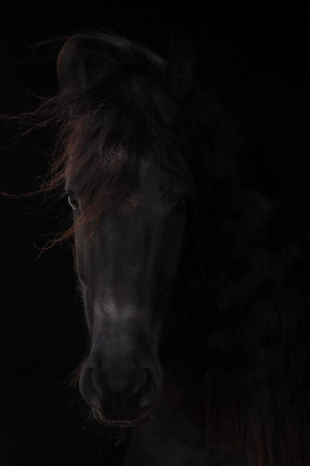 Frieser Ate fan'e Sânmar billede 32