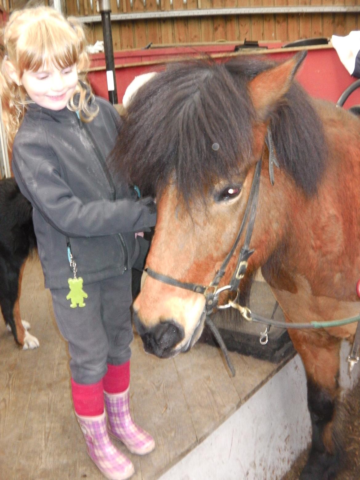 Islænder Maria fra Ternuryggi - En lille stolt pige og hendes hest <3 <3 <3 billede 16