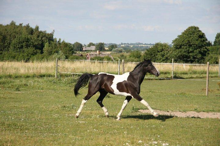 Barockpinto Jake - Jake hygger sig på sommerfold! <3 billede 16
