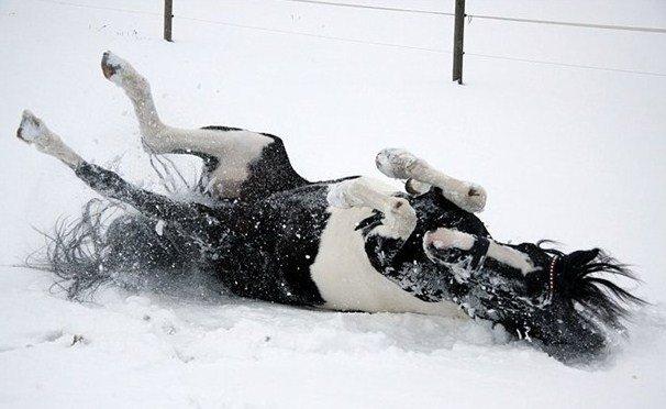 Barockpinto Jake - Jake i sneen! <3 billede 14