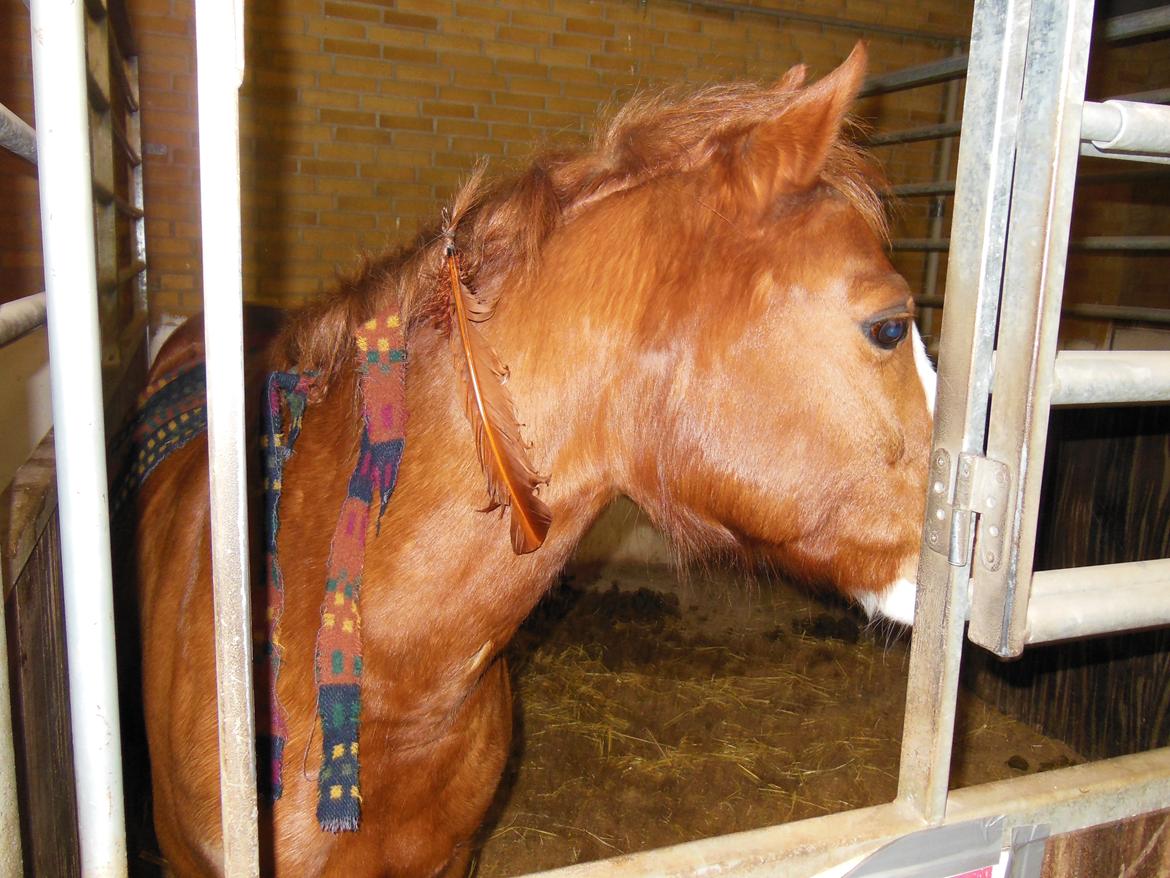 DSP Phønix "Lånepony" billede 16