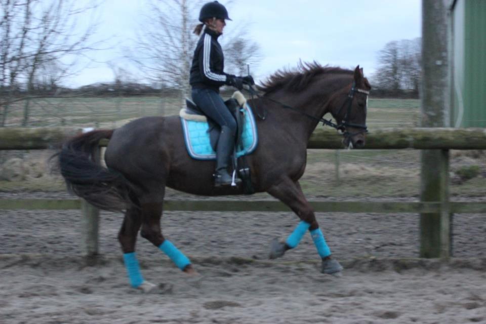 Dansk Varmblod Godthaabs bright eye billede 11