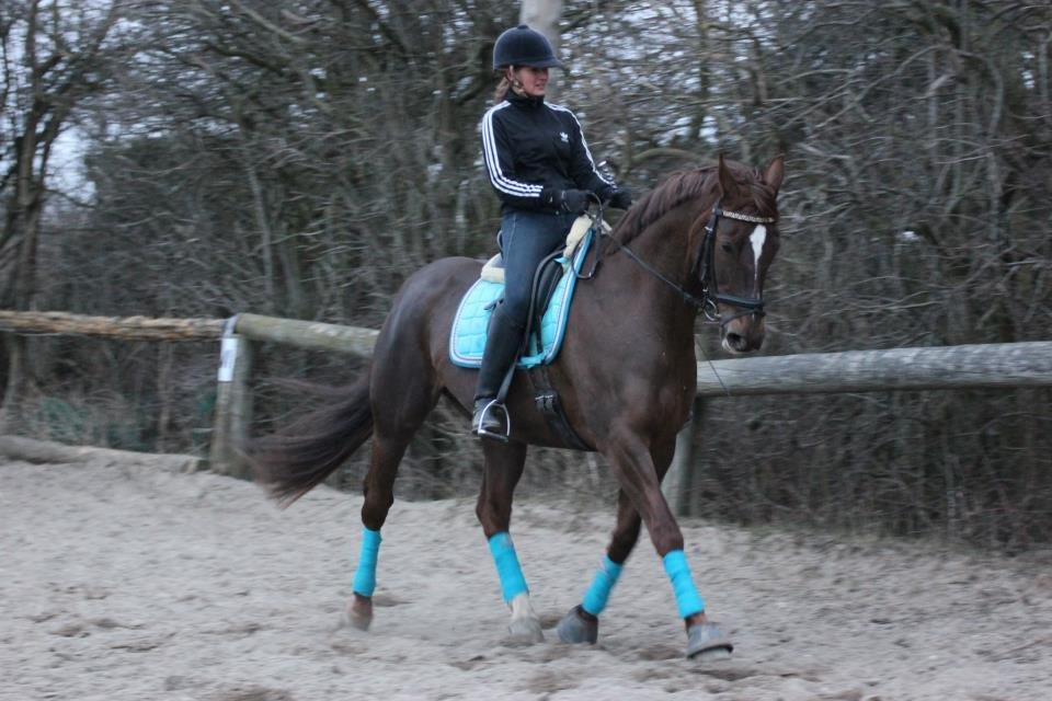 Dansk Varmblod Godthaabs bright eye billede 12