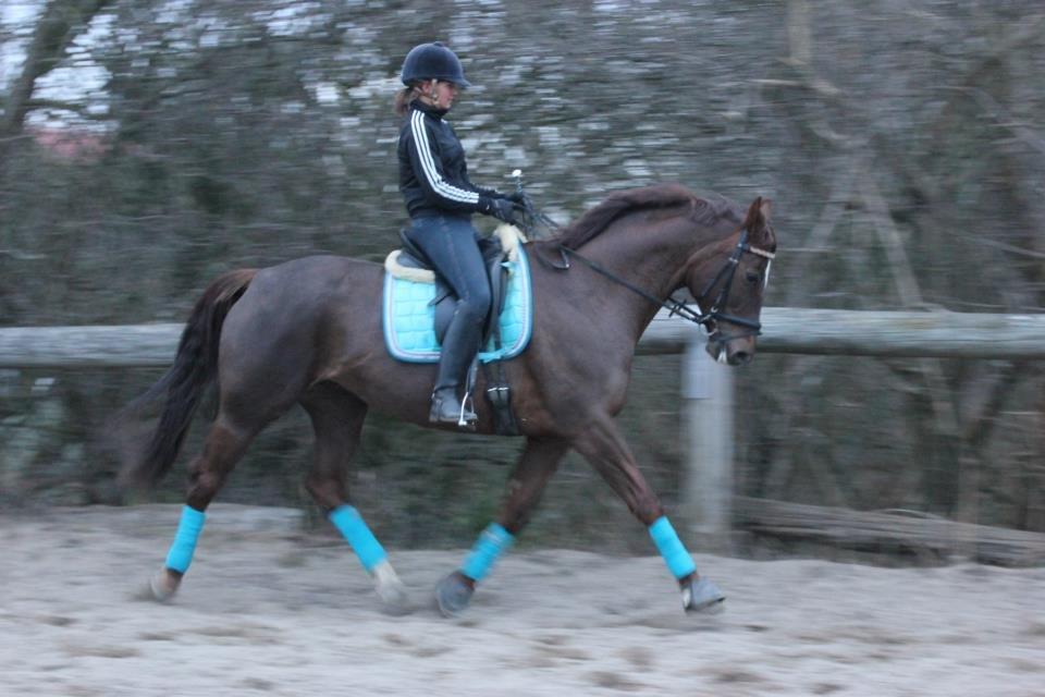 Dansk Varmblod Godthaabs bright eye billede 13