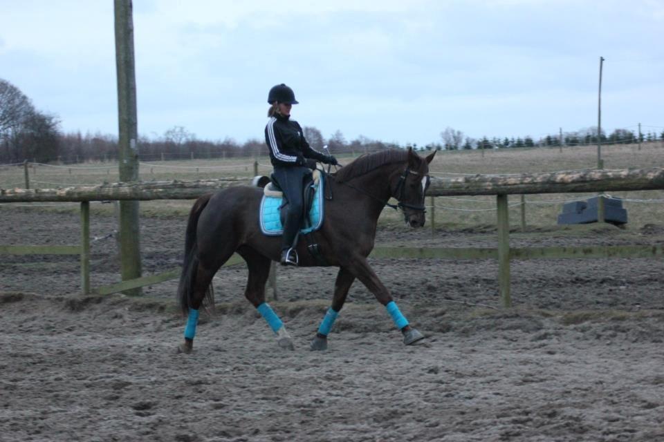 Dansk Varmblod Godthaabs bright eye billede 14