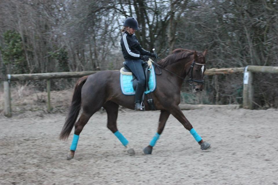 Dansk Varmblod Godthaabs bright eye billede 15