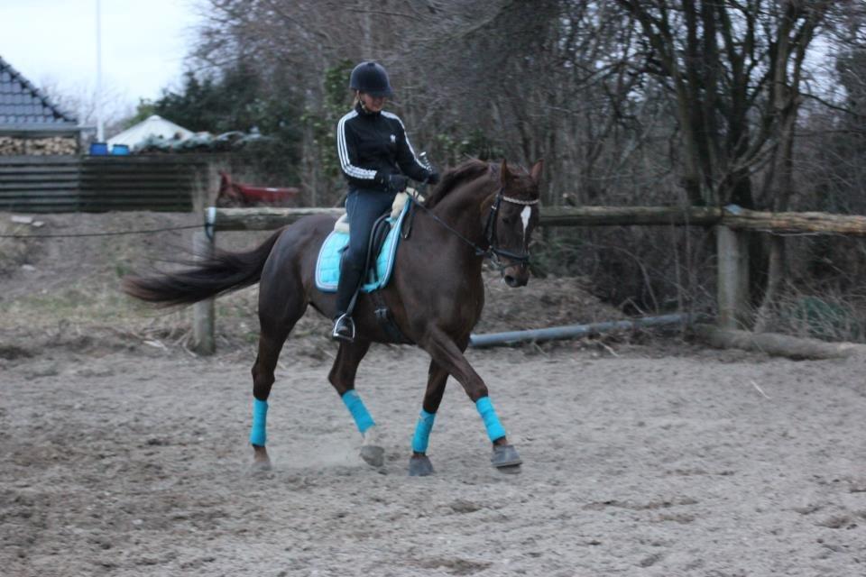 Dansk Varmblod Godthaabs bright eye billede 16