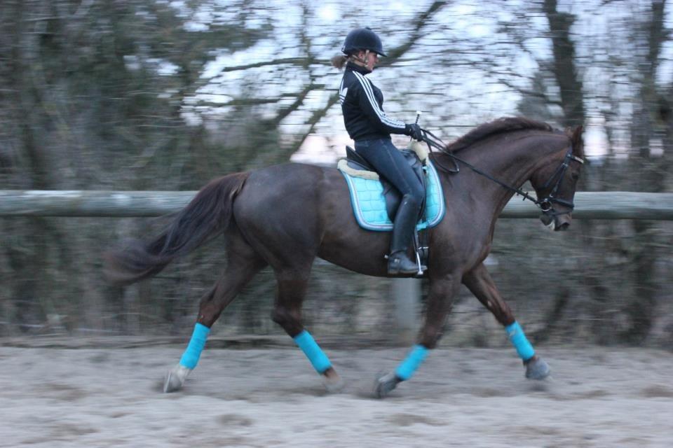 Dansk Varmblod Godthaabs bright eye billede 17