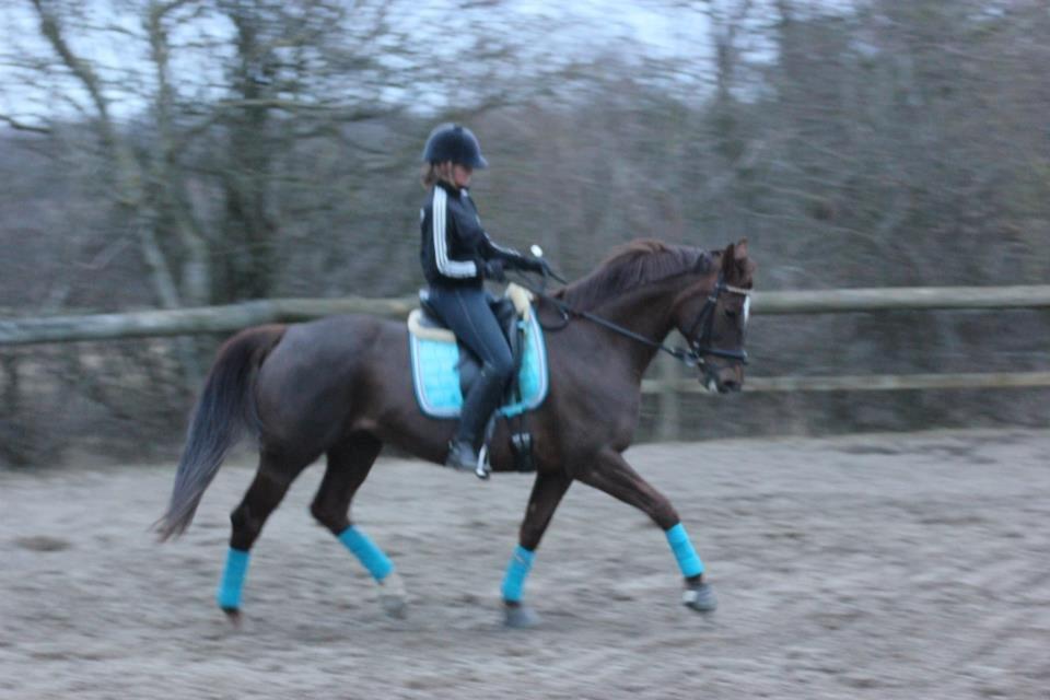 Dansk Varmblod Godthaabs bright eye billede 18