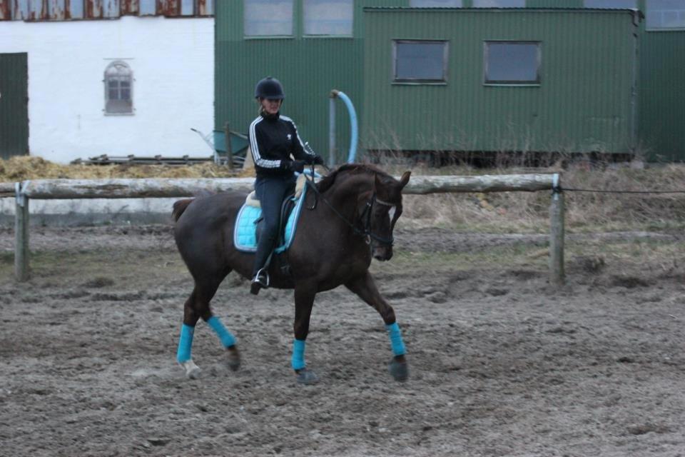 Dansk Varmblod Godthaabs bright eye billede 19