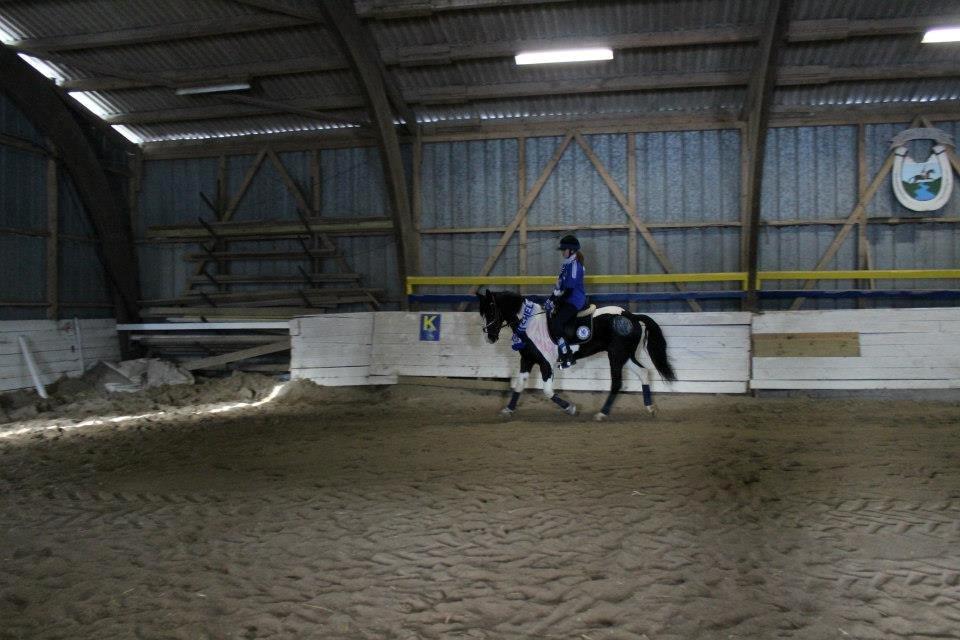 Barockpinto Jake - Jake og Jeg til opvarming d. 10 Febuar før ringridningen <3 billede 18