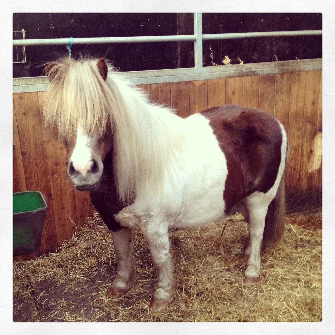 Anden særlig race Tøsen (Vænni) - Hygge i stalden :-) billede 20