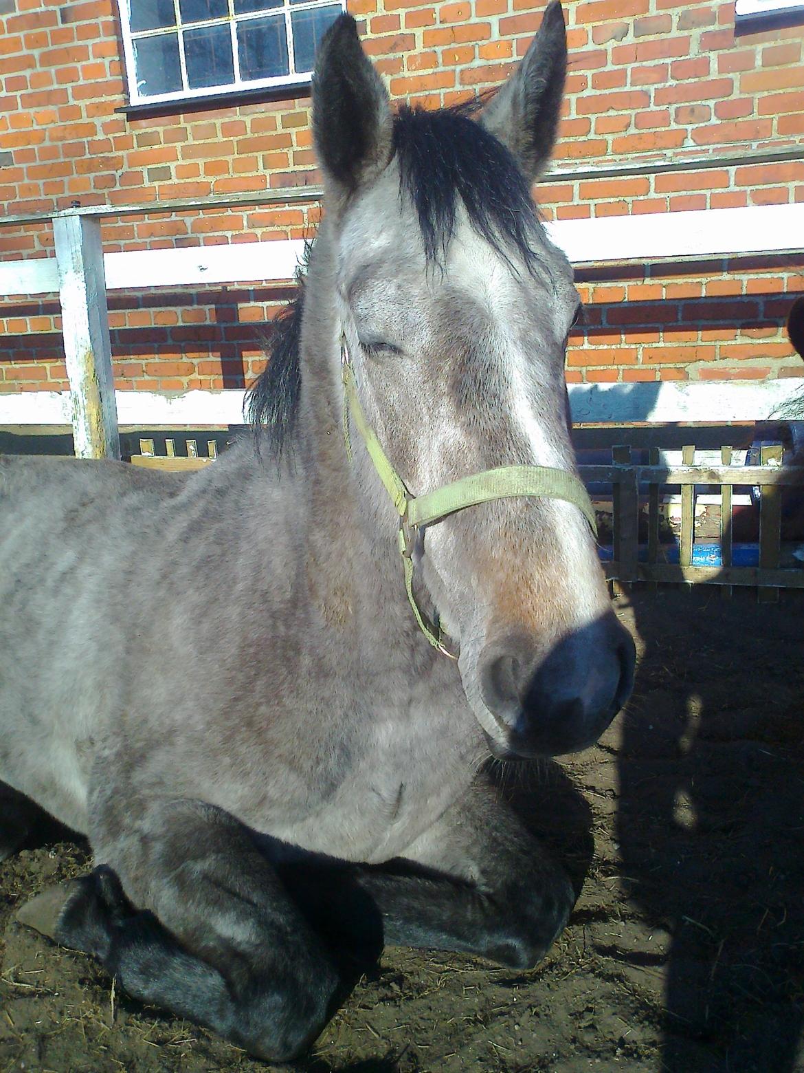 Holstener Blue Boy - Sove hest. :D  billede 8