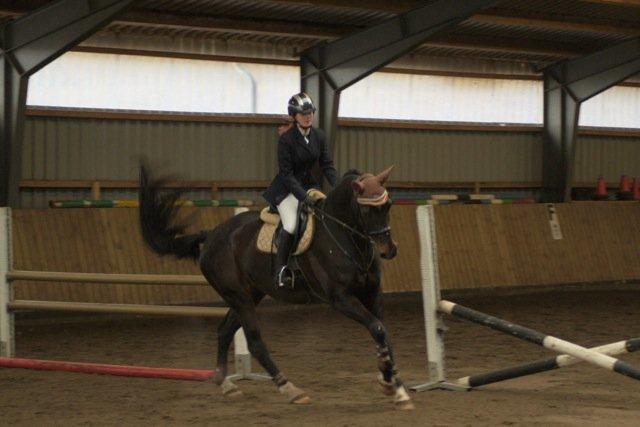 Dansk Varmblod Lerini A **RDS** billede 3