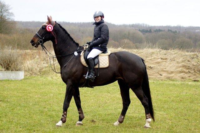 Dansk Varmblod Lerini A **RDS** - Min stjerne, mit lys, mit håb, min drøm. Du er alt billede 15