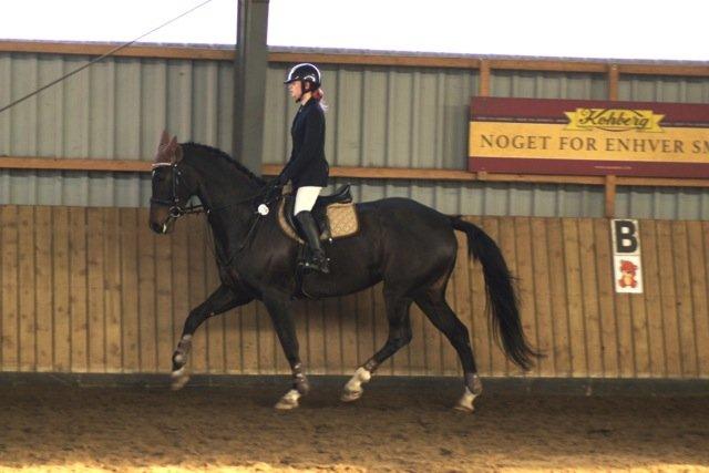 Dansk Varmblod Lerini A **RDS** billede 16