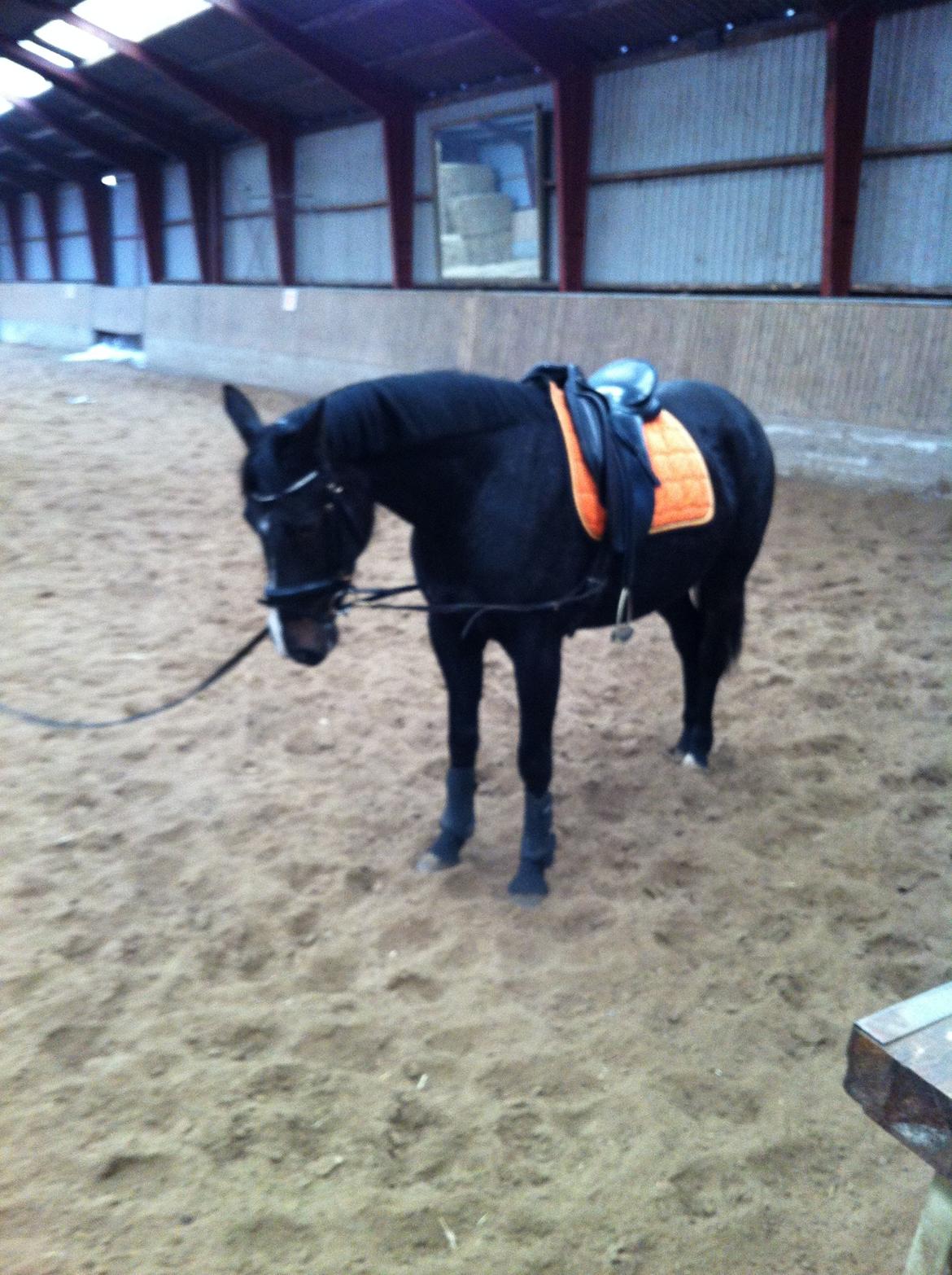 Oldenborg Anastasia billede 9