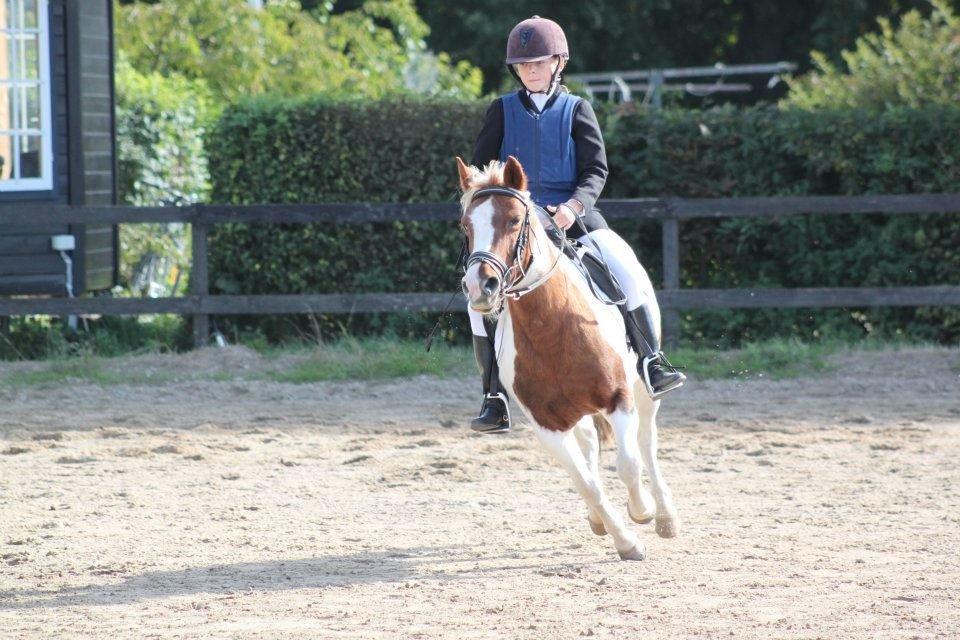 Anden særlig race Cirkeline - 16. dressur<3 billede 16