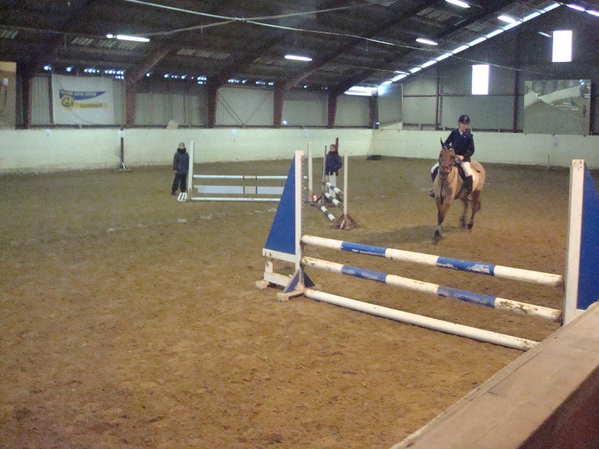 Anden særlig race kandis - Stævne på kellerup billede 8