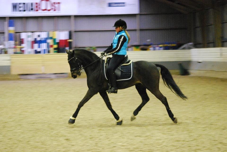 Tysk Sportspony Traeumer A-pony - trols <3  billede 5