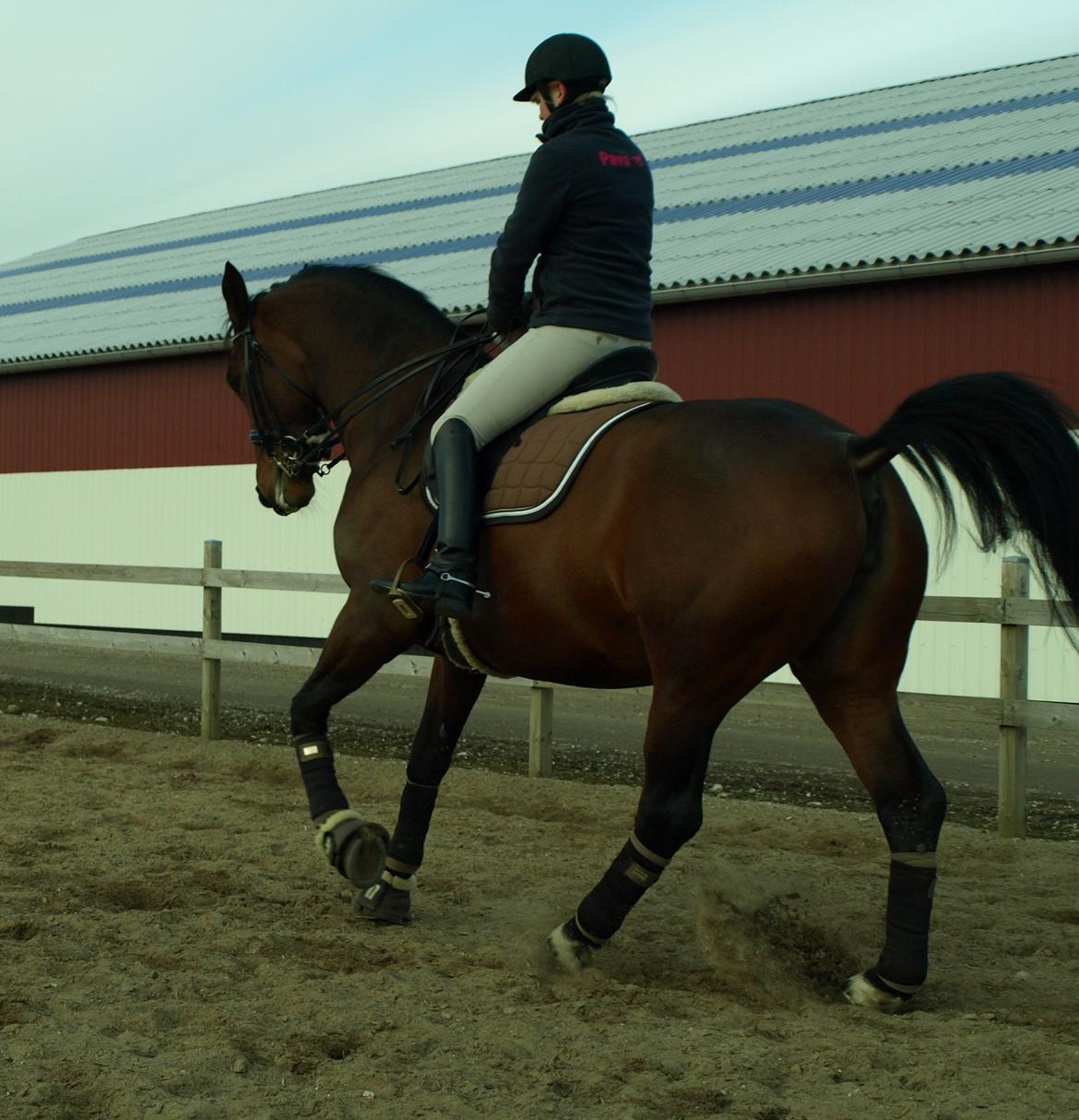 Oldenborg Fleur (Olga) - udendørs træning 2013. billede 13