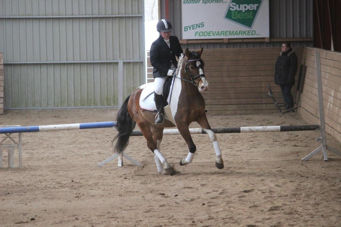 Anden særlig race Felix billede 18