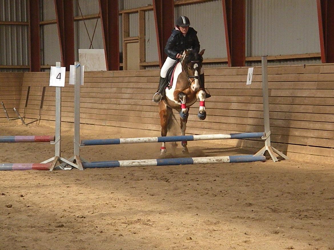 Anden særlig race Felix billede 19