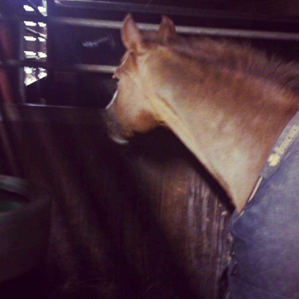 New Forest Tosca  - Tosca i sin nye boks hos mig!<3:') billede 17