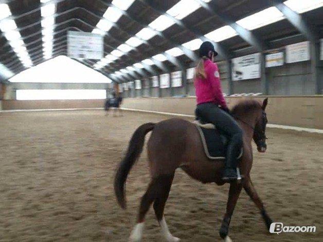 New Forest Tosca  - Da jeg var ude og prøve hende :')
1 Gang billede 18