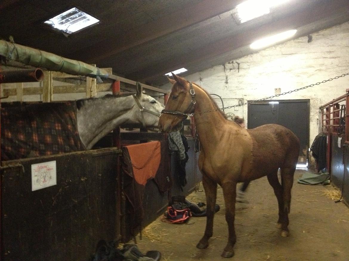 Anden særlig race Ratata <3 billede 14