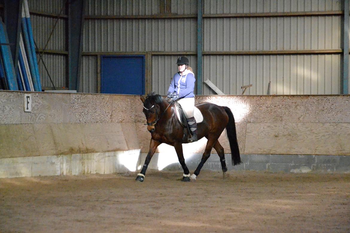 Dansk Varmblod Daniella (Bambi) billede 15