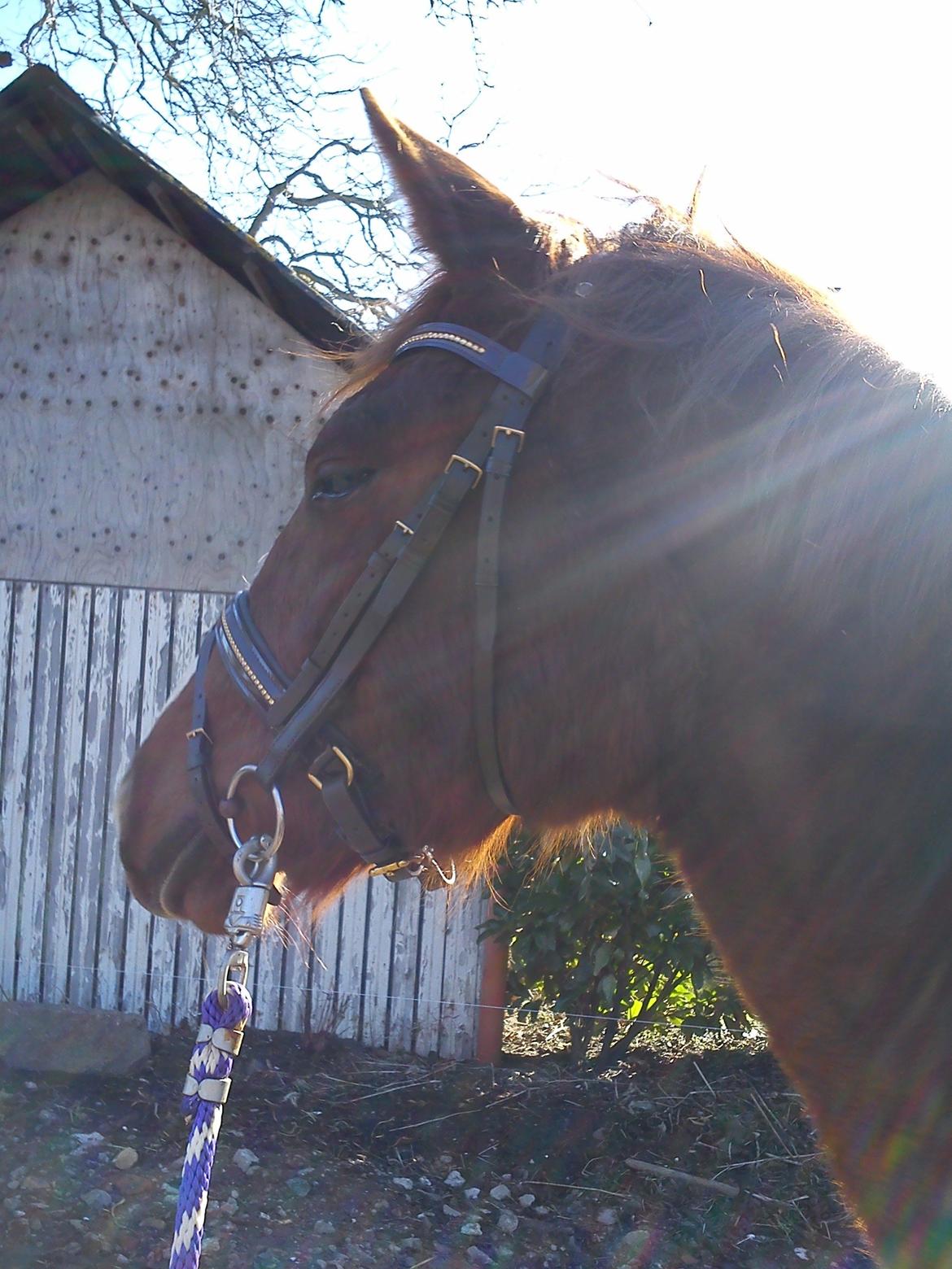 Dansk Varmblod Søgaards Miss Wonder - det sidste billede jeg har af min lille skat <3 marts 2013 billede 18