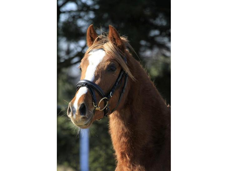 {{currentPhoto.altText}} billede {{currentPhoto.number}}