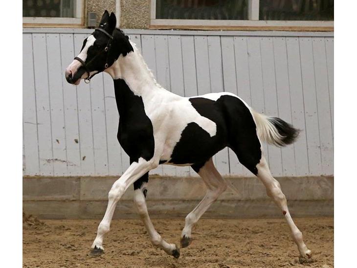 {{currentPhoto.altText}} billede {{currentPhoto.number}}