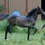 Welsh Partbred (Sec F) Greenhills Noble Touch