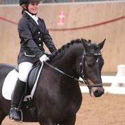 New Forest Egeballes Qubik