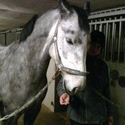 Anden særlig race Marie (Marie After Eight)