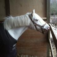 Anden særlig race Snehvide