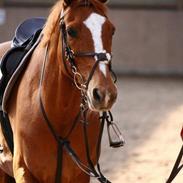 Anden særlig race Piccolo