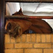 Hollandsk Varmblod Zamoretta (Himmelhest)