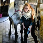 Arabisk fuldblod (OX) Futil OX 3616 (PART)