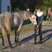 Arabisk fuldblod (OX) Futil OX 3616 (PART)