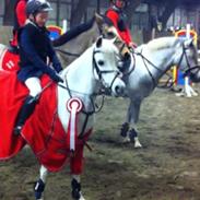 Welsh Pony (sec B) Bakkegaardens Malov A pony